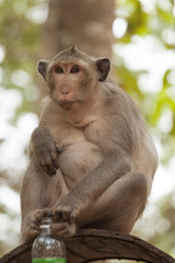 Buffa scimmia asiatica seduta su un cassonetto dei rifiuti