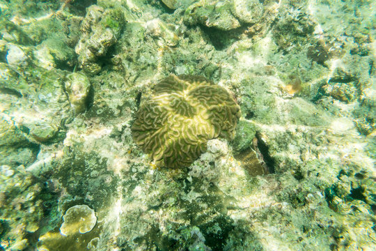 brain coral reff underwater fin
