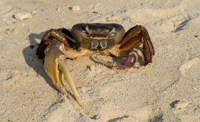 king crab on the beach