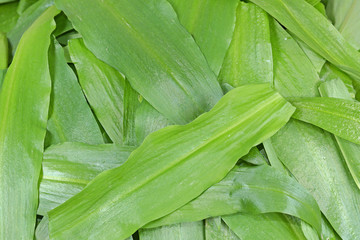 Fototapeta premium Leaves of wild garlic (Allium ursinum)