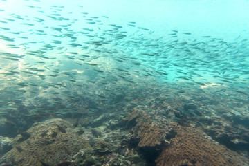 group of small coral fish move