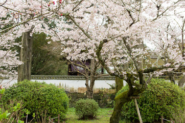 吉香神社と桜