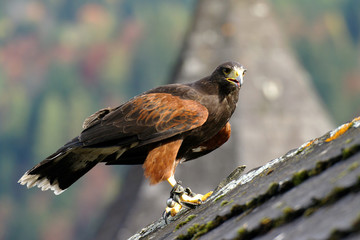 Seeadler auf dem Dach