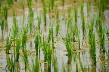 Reispflanzen auf Bali