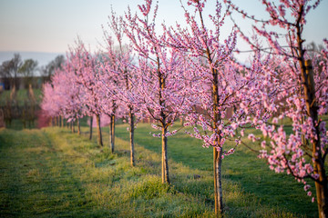 Fototapeta premium Blühende Kirschbäume im Frühling