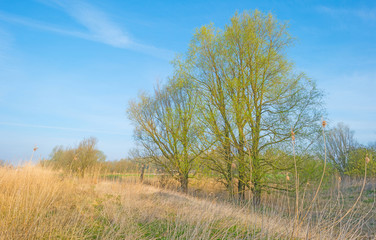 Reed along trees in spring at sunrise