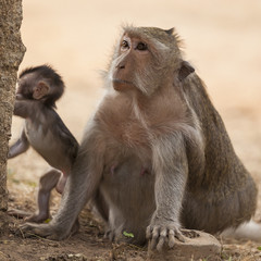Mamma scimmia asiatica con il suo baby sullo sfondo