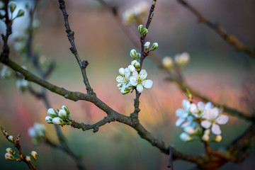 Apfelblüte an einem Frühlingsmorgen