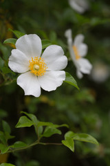 Obraz na płótnie Canvas Closeup of Cherokee Rose (Rosa laevigata) on vine