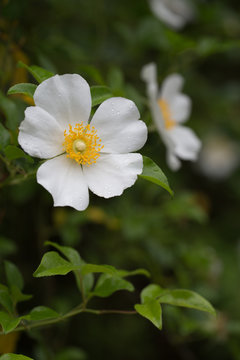 Closeup of Cherokee Rose (Rosa laevigata) on vine