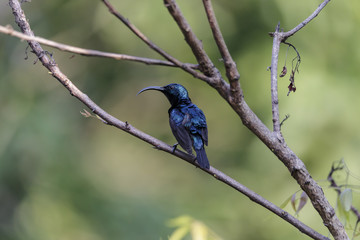 Isolated Long Billed Purple Sun Bird