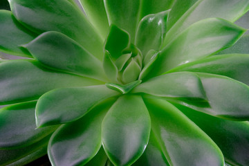 Echeveria succulent plant, macro photography, top view