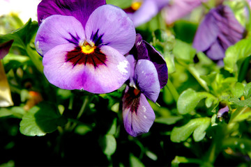 Botanic gardening plant : macro shot of purple viola cornuta (horned pansy or horned violet)