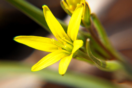gagea flower