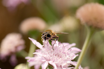 Abeja