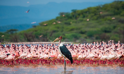 Obraz premium Hundreds of thousands of flamingos on the lake. Kenya. Africa. Nakuru National Park. Lake Bogoria National Reserve. An excellent illustration.