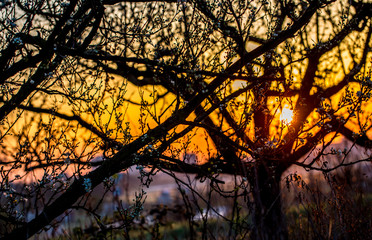 Malerischer Sonnenaufgang vor blühenden Bäumen im Frühling in Rheinhessen