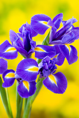 Purple iris flower on the yellow background.