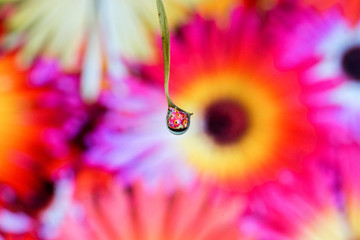 Flower Macro through drop