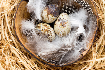 Quail eggs in the nest, a symbol of spring.