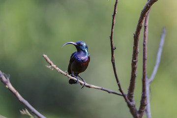 Isolated Long Billed Purple Sun Bird