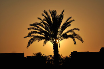 Palm tree on background of sunset