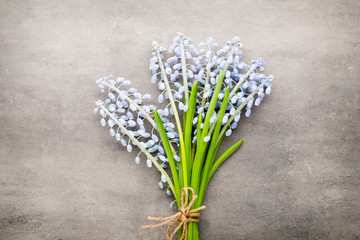 Bouquet of blue muscari on rustic gray background.