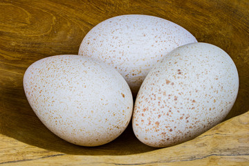 drei gepunktete Puteneier liegen in einer Holzschale. das wird ein leckeres Frühstück