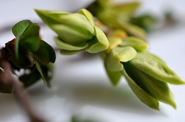 młode wiosenne pędy © Pio Si