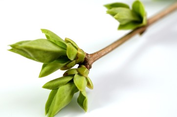 młode wiosenne pędy © Pio Si