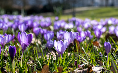 field of purple crocus, picture taken in Bremen Germany