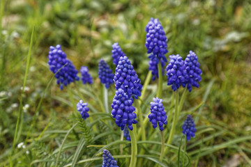 blue grape hyacinth