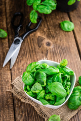 Basil Leaves (selective focus; close-up shot)
