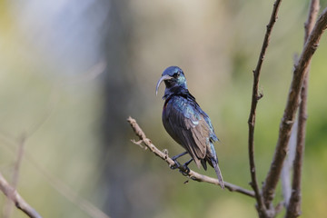 Isolated Long Billed Purple Sun Bird