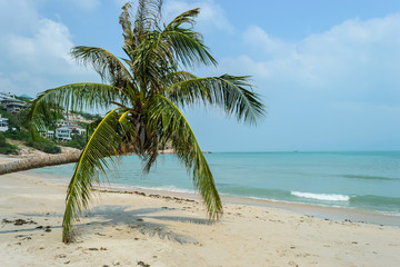 Tropical beautiful beach with coconut tree in Koh Samui, Thailand