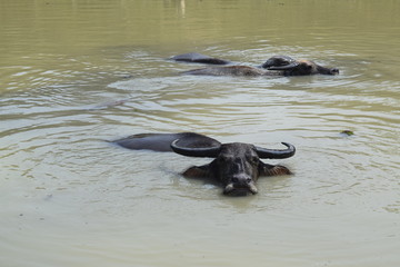 buffalo are swimming on the pond in Vietnam countryside