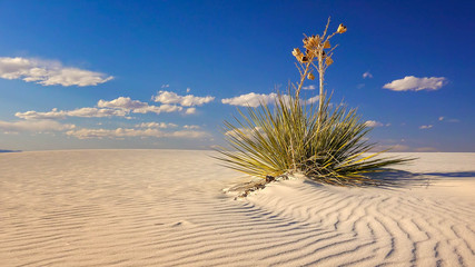 Sand Dune and Yucca at White Sands National Monument, New Mexico