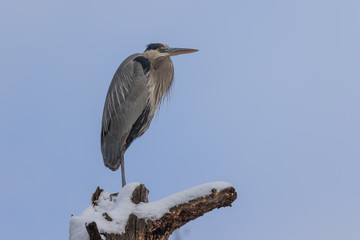 Great Blue Heron