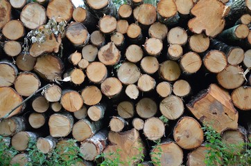 drewno ścięte przez drwala