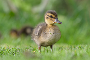 Small baby duckling.