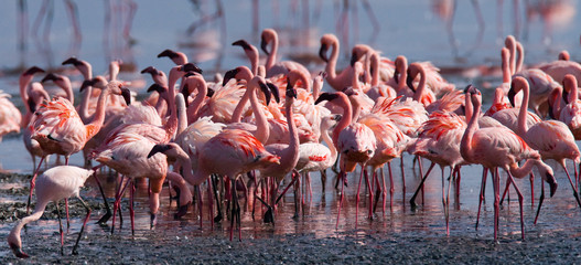 Big group flamingos on the lake. Kenya. Africa. Nakuru National Park. Lake Bogoria National Reserve. An excellent illustration.