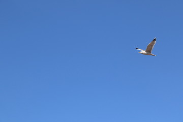 Martı / Seagull series