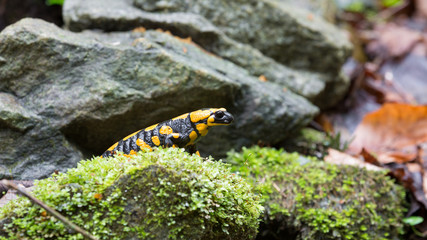 Feuersalamander auf einem Stein