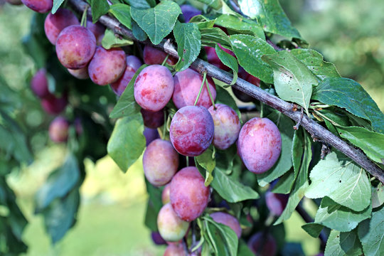 Plum fruits on the branch