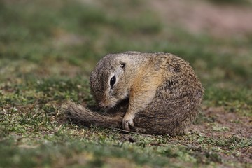 Naklejka na ściany i meble European ground squirrel (Spermophilus citellus) - hygiene in the grass.