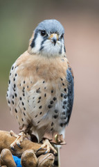American Kestrel posing for the camera.