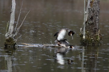 The great crested grebe (Podiceps cristatus) - pair, copulation of birds in the nest.
