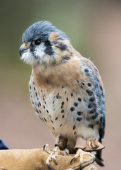 American Kestrel sits on handler's glove.