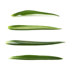 Single green chrysanthemus leaf isolated