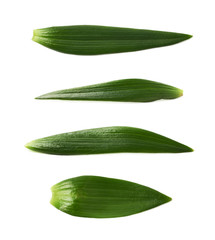 Single green chrysanthemus leaf isolated